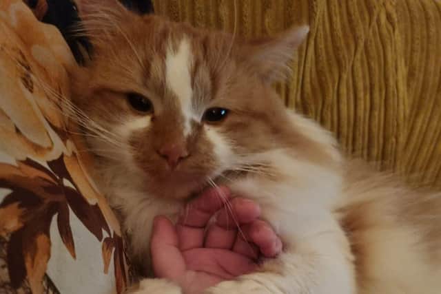 Luciano was last seen on Monday by his owners