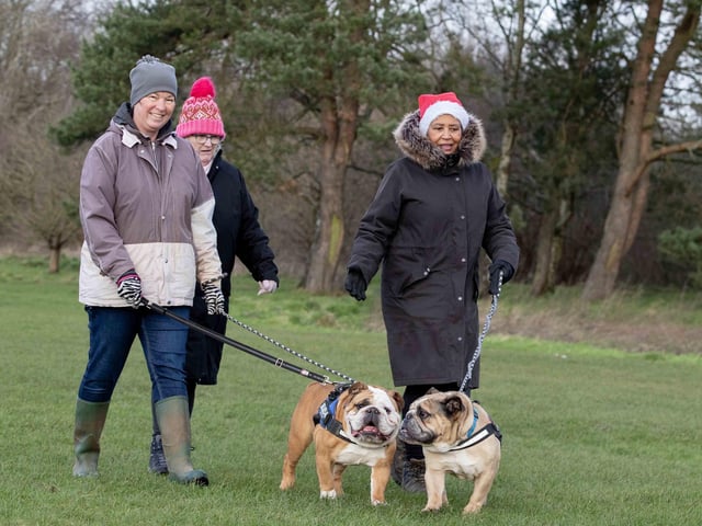 The popular event saw more than 100 dogs walked around Bradlaugh Fields in Northampton on Sunday (December 22).
