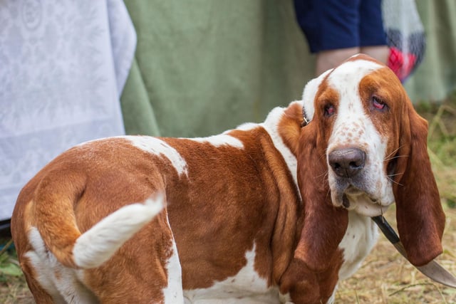 Scenthounds like the droopy Bloodhound all appear lower down the list of intelligent breeds - largely because once they pick up a scenet they find it very hard to concentrate on anything else.