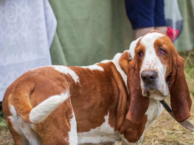 Scenthounds like the droopy Bloodhound all appear lower down the list of intelligent breeds - largely because once they pick up a scenet they find it very hard to concentrate on anything else.