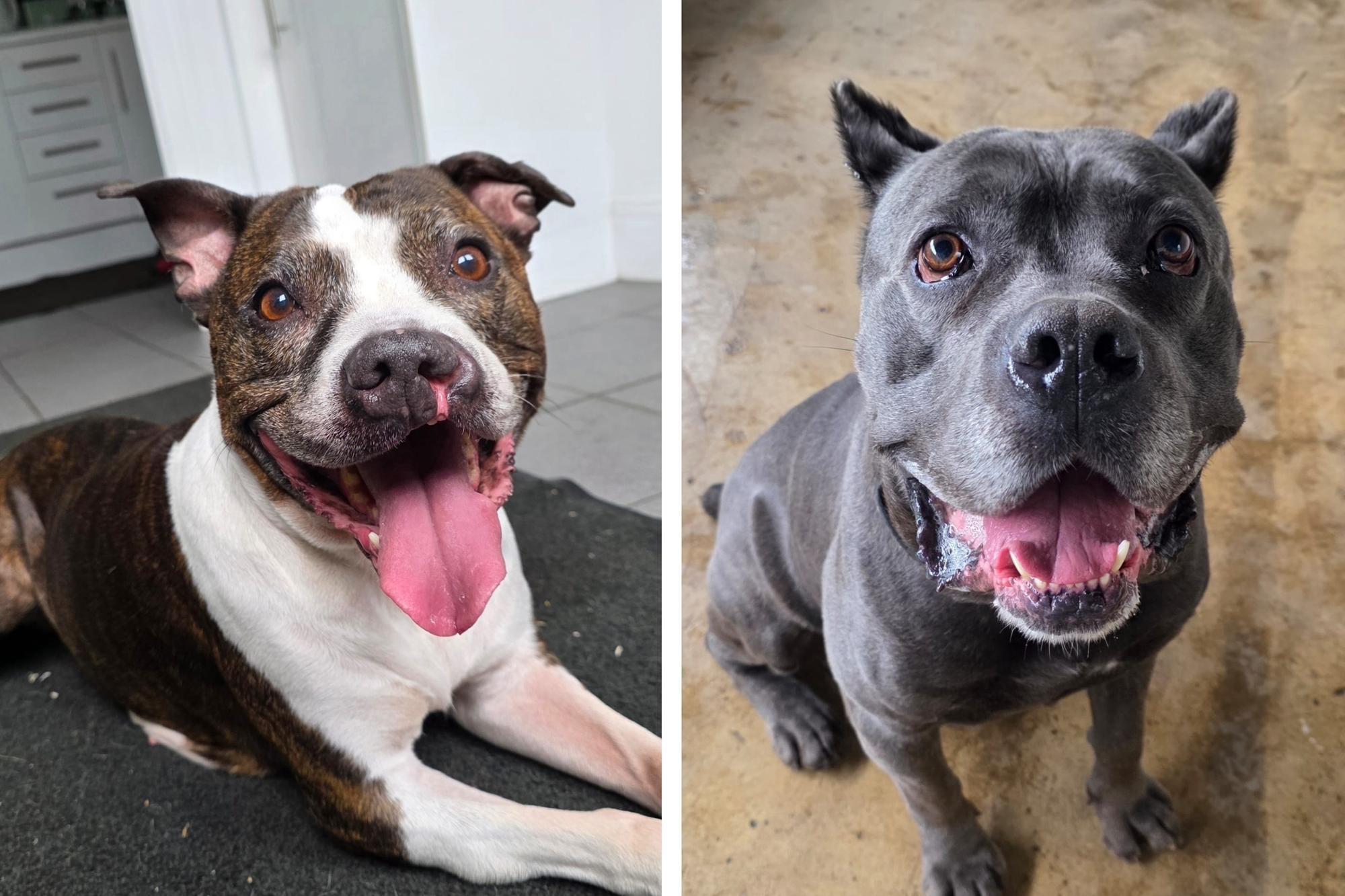Take a look at six rescue dogs looking for forever homes this week...