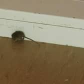 Mice were found in the kitchen at Greens Norton Primary School. The kitchen is operated by ABM catering.