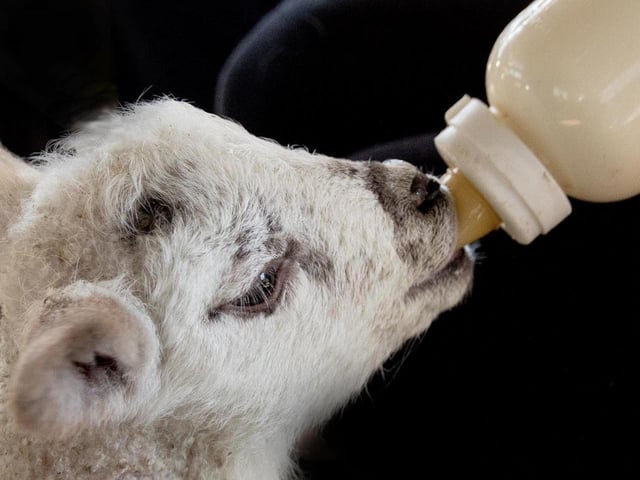West Lodge Farm Park is hosting a lambing festival from February 17 to February 25. 
The farm says: "Join us to see new life on the farm. Over 100 ewes are due to give birth, will you be lucky enough to witness? Bottle feed our cade lambs plus all of the usual fun on the farm!"
