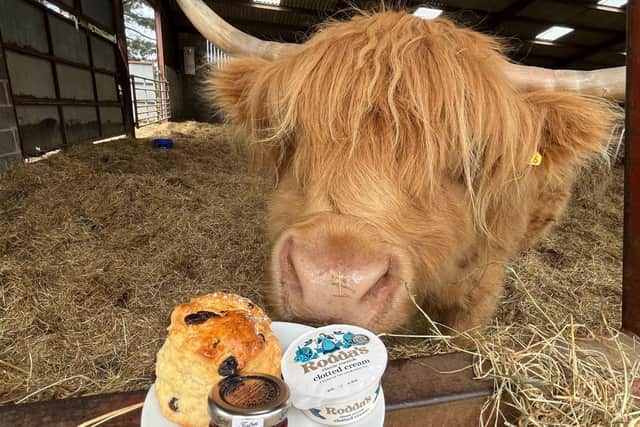 The family introduced the unique opportunity to have afternoon tea with their highland cows in May this year, and it was attended by thousands before it stopped for autumn at the start of October.