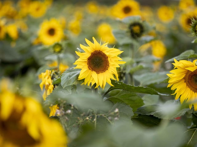 The sunflower field and maize maze is now open for family days out during the summer holidays.