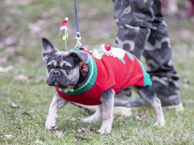 Nearly 100 French Bulldogs wore Christmas outfits for a festive walk at Hunsbury Hill Country Park on Sunday (December 17).