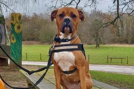 Annie said: "Ruby is a four year old, strong boxer cross lady who needs a quiet experience home with no children. She’s a shy worried girl who will make some one a very loyal companion."