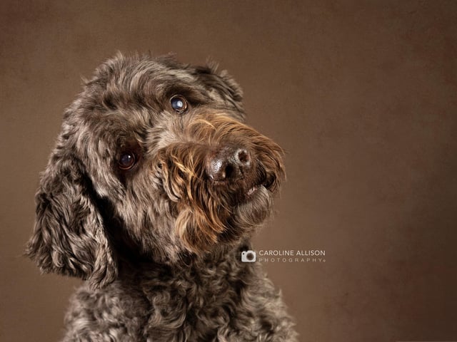 Barney, an 11-year-old Labradoodle, pictured by Caroline.