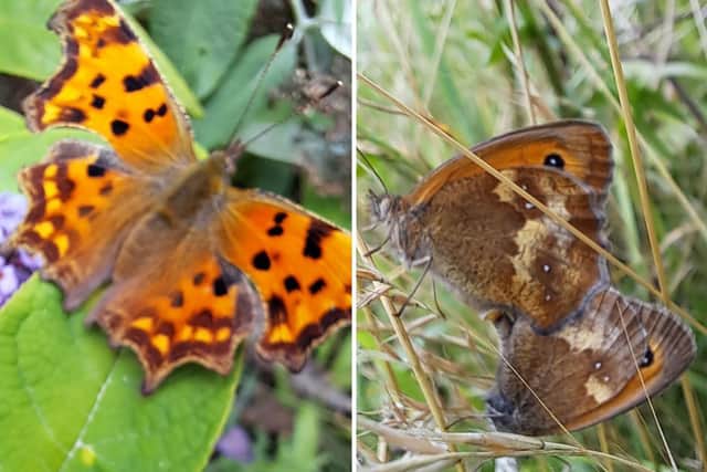 Two of the butterflies surveyed at Waterside campus