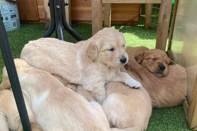 A selection of guide dog puppies from guide dog mum Fiji's litter.