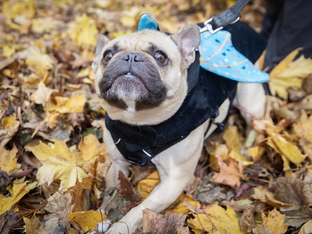 Owners and their pets met for the annual Halloween Walk for the annual event organised by the French Bulldog Meet and Walk Northampton group