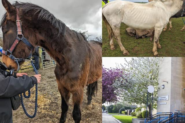 Two horses had to be put to sleep
