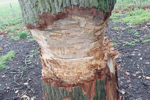 Man attacked 89-year-old oak tree in Northamptonshire estate with two axes ...