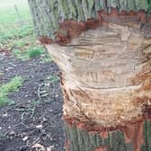 The damaged tree at the Fawsley Estate