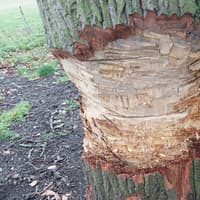 Man attacked 89-year-old oak tree in Northamptonshire estate with two axes after walk was ruined by rain