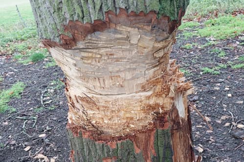 Man attacked 89-year-old oak tree in Northamptonshire estate with two axes ...