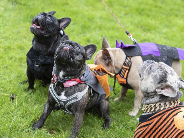 Around 60 French Bulldogs dressed up in spooky costumes for a special walk at Hunsbury Hill Country Park on Sunday (October 29).
