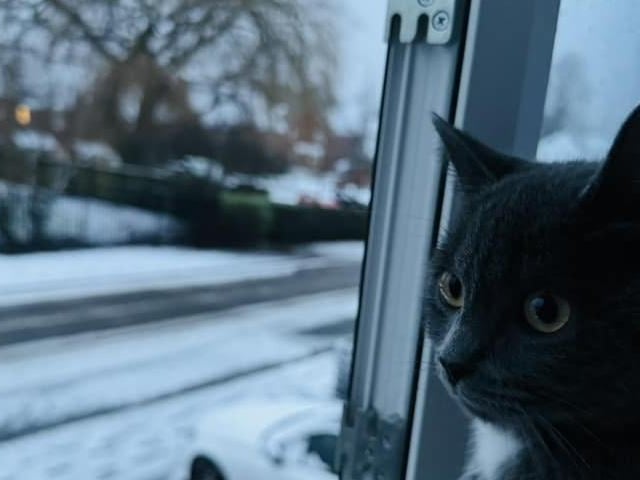 A cat looking on at a blanket of snow.