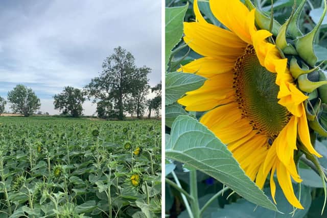 A farm in Kislingbury will open this weekend for pick your own sunflowers.