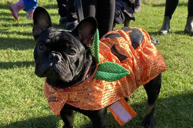 Around 50 French Bulldogs dressed up in Halloween outfits for a walk around Hunsbury Country Park over the weekend.
