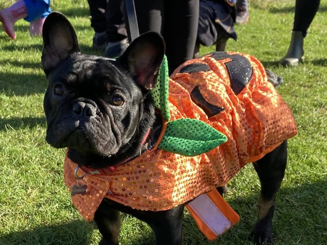 Around 50 French Bulldogs dressed up in Halloween outfits for a walk around Hunsbury Country Park over the weekend.