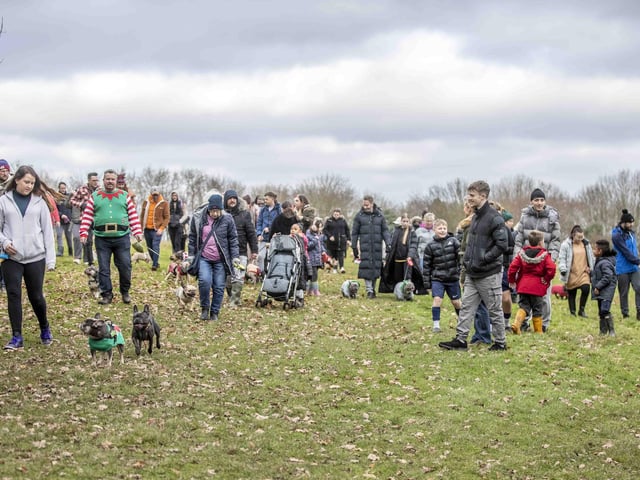 Nearly 100 French Bulldogs wore Christmas outfits for a festive walk at Hunsbury Hill Country Park on Sunday (December 17).