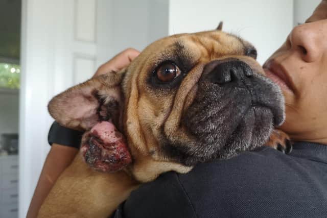 Another of the dogs being helped by Animals In Need