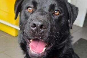 Guinness is a stunning, chunky Lab/Retriever cross boy. He is under two years old. Since being at AIN, he has grown in confidence but still needs positive encouragement when he finds something a bit too scary. Guinness can live with other similarly sized, energetic dogs.