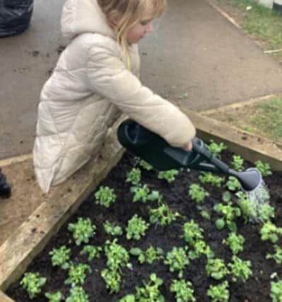A pupil gardening.