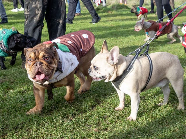 Around 60 French Bulldogs dressed in festive outfits for the annual Christmas walk at Hunsbury Country Park on Sunday December 15.