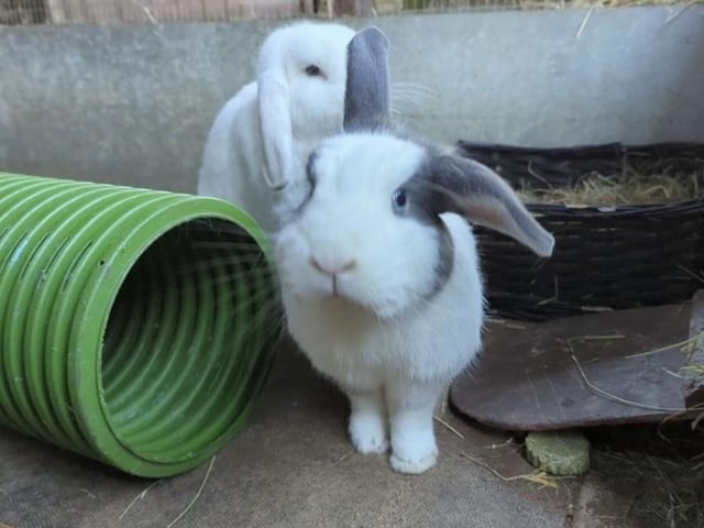 Frederick and Dylan are handsome two-year-old brothers. They may be a little shy at first but will soon warm up with some tasty veggies. Both are neutered, vaccinated, and microchipped. They will leave us with four weeks of free insurance and rescue support for life.