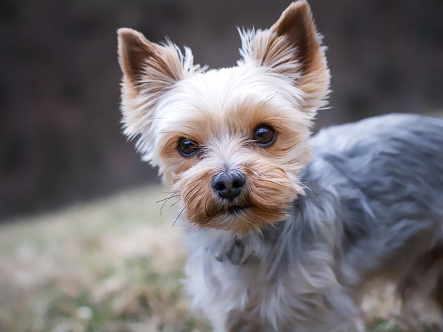 Yorkshire Terriers can be sold on for around £1,156.