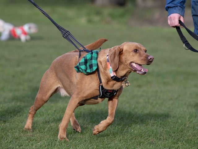 The popular event saw more than 100 dogs walked around Bradlaugh Fields in Northampton on Sunday (December 22).