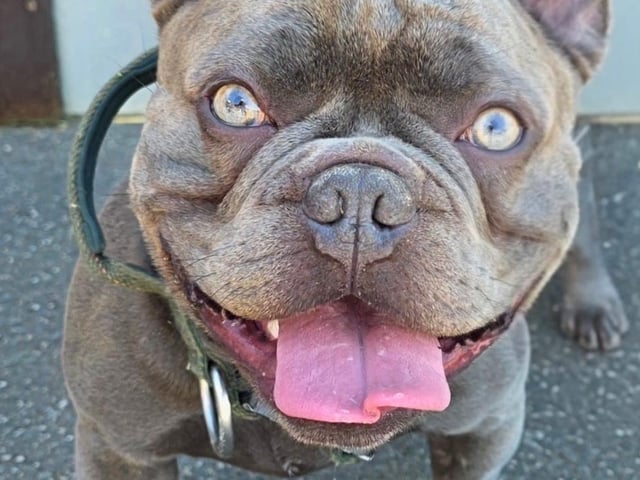 Kenzo is a super two-year-old French Bulldog. He has bundles of energy and loves long walks followed by cuddles on the sofa while watching Bluey. He is also partial to a shopping trip to his favourite pet store for treats and more toys.
