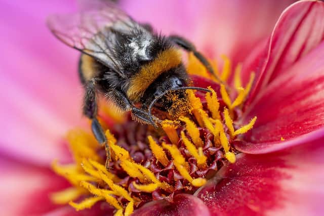 Bees are thriving in the garden at The Red Lion