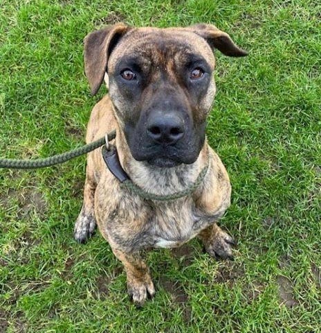 Lulu is a large three-year-old beautiful brindle crossbreed girl. She is very food motivated and loves her toys. She does pull on her lead, so will need a strong handler. She has so far been good with other dogs. She should be fine to live with sensible dog-savvy children over the age of 12 years. She could not live with cats. She is very vocal and could not be left for long hours. Lulu will make a lovely companion for a large breed-experienced family.