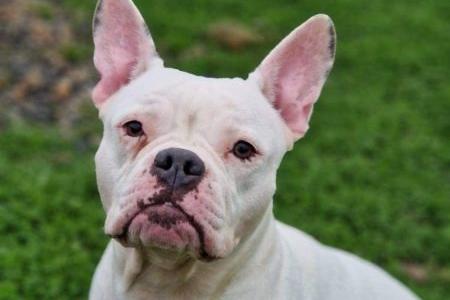 Harley is a beautiful three-year-old Frenchie cross (possibly SBT) with a strong personality. She can be quite stubborn, so an experienced owner is required who can provide the firm guidance she needs. Harley gets very excited and will need reminders of her manners, especially as she is strong on the lead. She is reactive to other dogs and chases cats, so she would be best suited as the only pet in the home. Harley would be fine to live with sensible teenagers, but she is not suited to a home with younger children. This gorgeous girl needs a family who can commit to ongoing training and provide her with the structure and attention she deserves. If you're an experienced dog owner looking for a loving but spirited companion, Harley could be the perfect fit for your home.