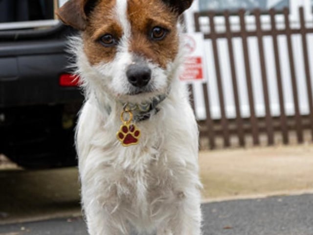 Annie said: "Daisy is a sweet one year old cuddly lap dog who is super friendly. She's okay with other dogs but is not yet cat tested. She would love an active home where some basic training can be taught."