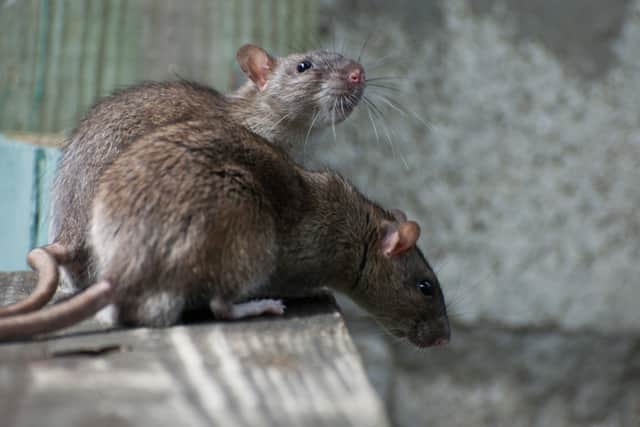 Steven Haig and partner Hazel faced a horror invasion of rats at their Glasgow East End home (Photo: Shutterstock)