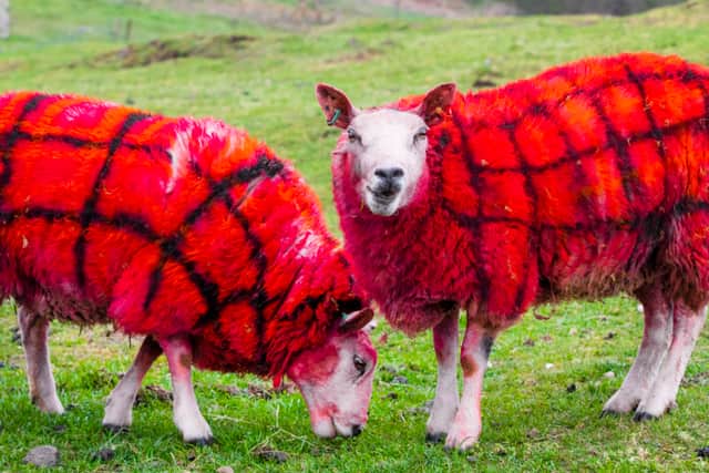 Bright red tartan sheep loving their new coats at Auchingarrich Wildlife Centre, Perthshire (Photo: SWNS)