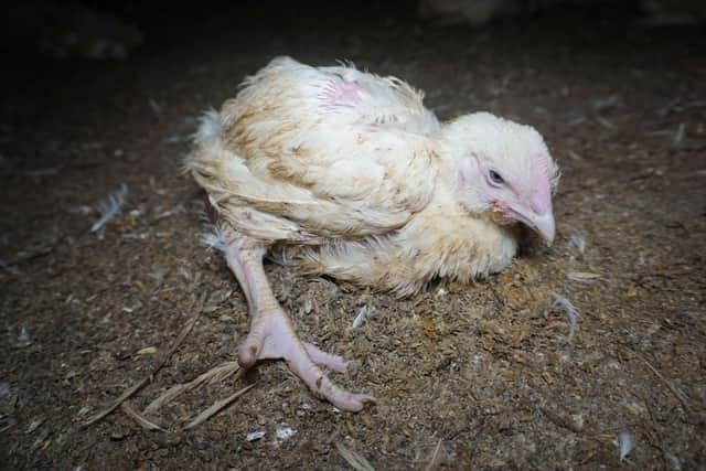 Chickens were filmed being deliberately kicked and stepped on in the harrowing footage (Photo: Animal Equality)