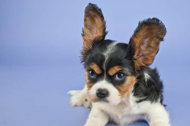 Do you have trouble controlling your dog? (Photo: Shutterstock)