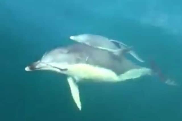 Stunning footage shot in Padstow showing a mother and calf dolphin playing in the water (Photo: SWNS)