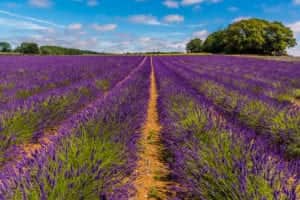 Norfolk lavender fields