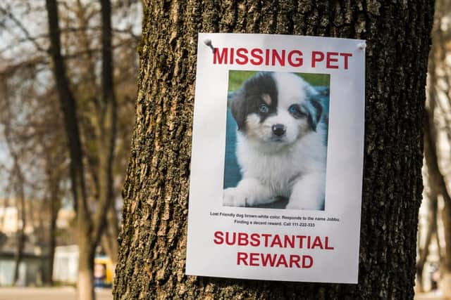 Reports of stolen pets have gone up since lockdown began (Photo: Shutterstock)