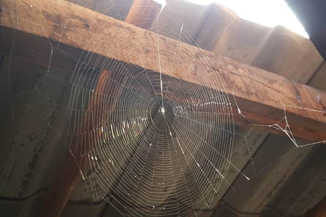 Autumn and winter is prime 'spider season' (Photo: Shutterstock)