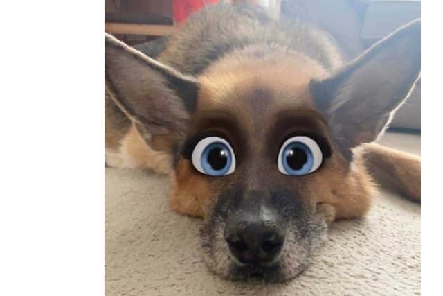 The filter turns your pets into a character you'd see in a Disney movie (Photo: Gemma Smith/JPI Media)