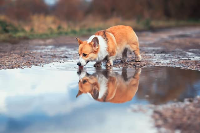 Vets and pet healthcare experts have urged dog owners to keep their pets away from flood waters, puddles, sewage and some lakes, due to them harbouring certain bugs which can cause severe illnesses (Photo: Shutterstock)