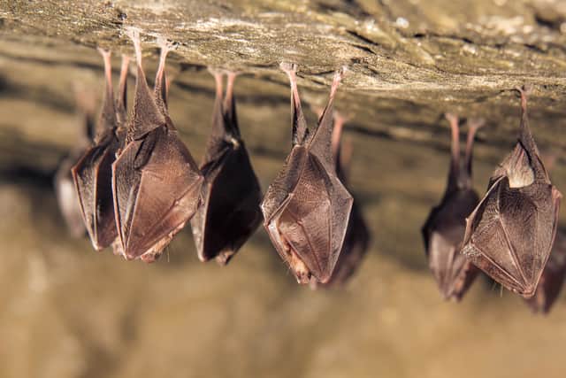 Humans can’t catch coronavirus directly from bats - the latest studies from scientists (Photo: Shutterstock)
