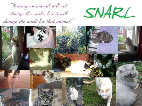 South Northampton Animal Rescue and Liberation